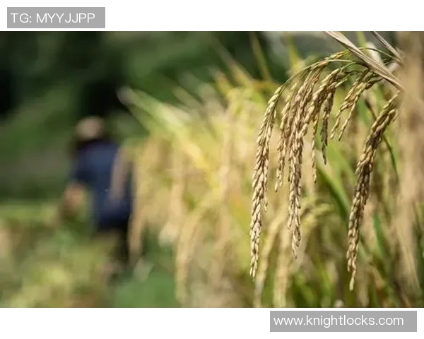 五谷丰登：探讨五谷农作物的种植历史、文化与现代农业发展趋势